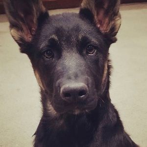 Meet your Posher, Dante